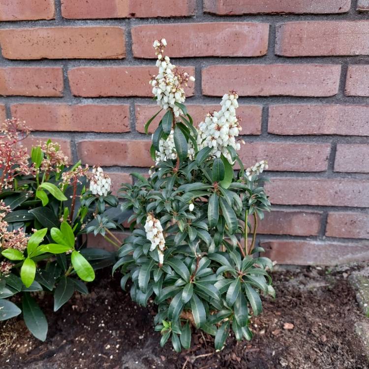 Plant image Pieris japonica 'Bonfire'