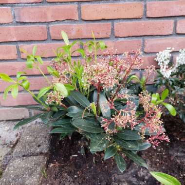 Japanese Skimmia