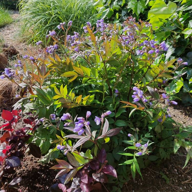 Plant image Polemonium 'Heaven Scent'