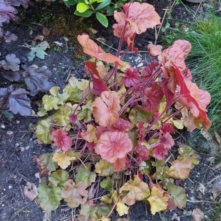 Plant image x Heucherella 'Brass Lantern'