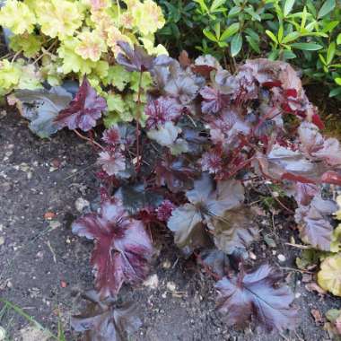 Alumroot 'Obsidian Coral bells'