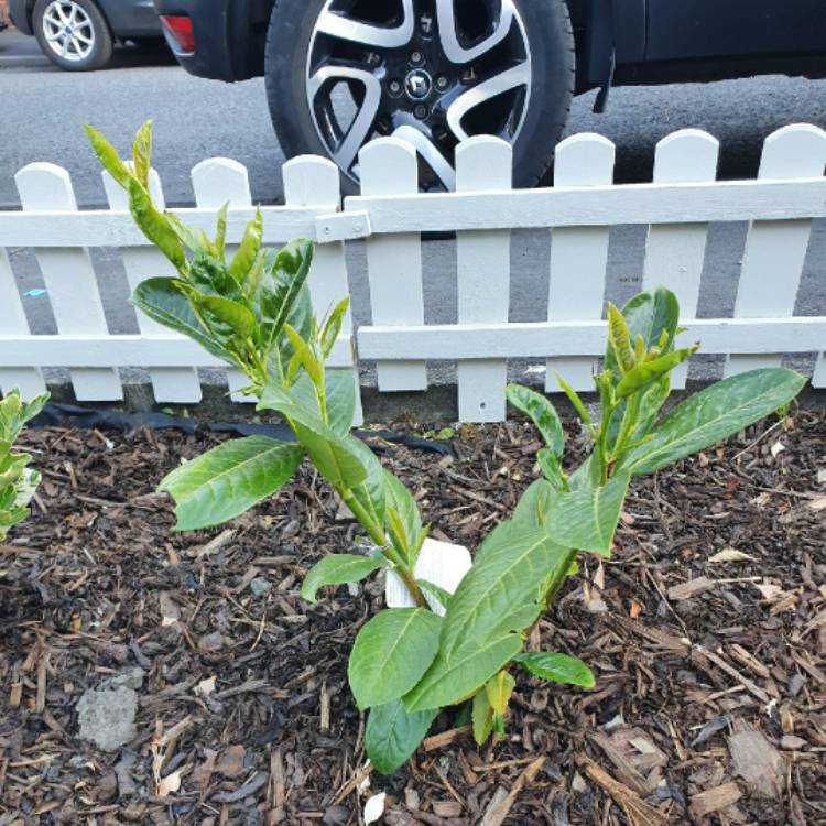 Plant image Daphne laureola subsp. philippi