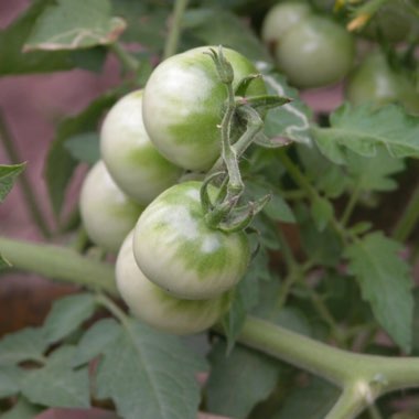 Bush Tomato 'Terenzo' (Cherry Tomato)