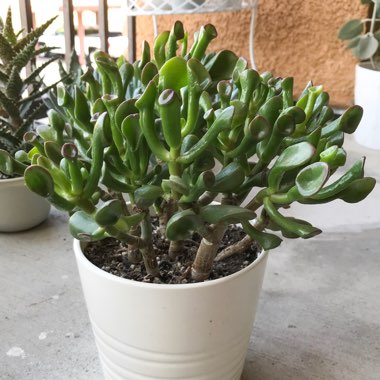 Crassula ovata Hobbit