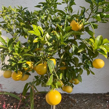 Citrus x paradisi