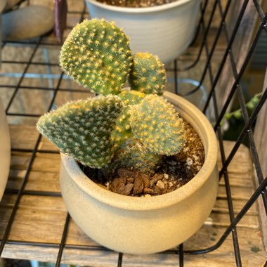 Opuntia microdasys