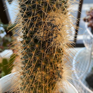 Mammillaria