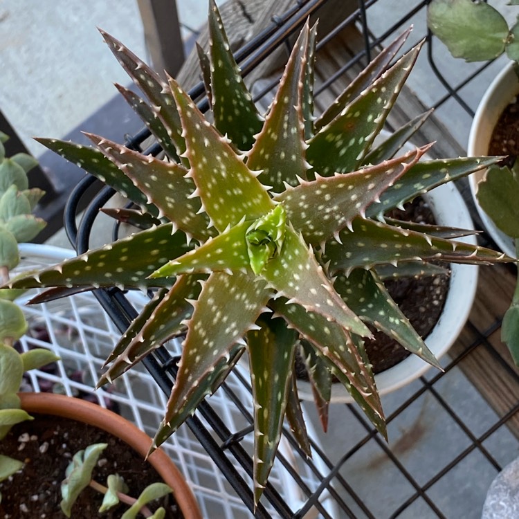 Plant image Aloe 'Minnie Belle'