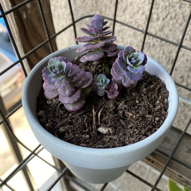 Sedum 'Red Canyon'