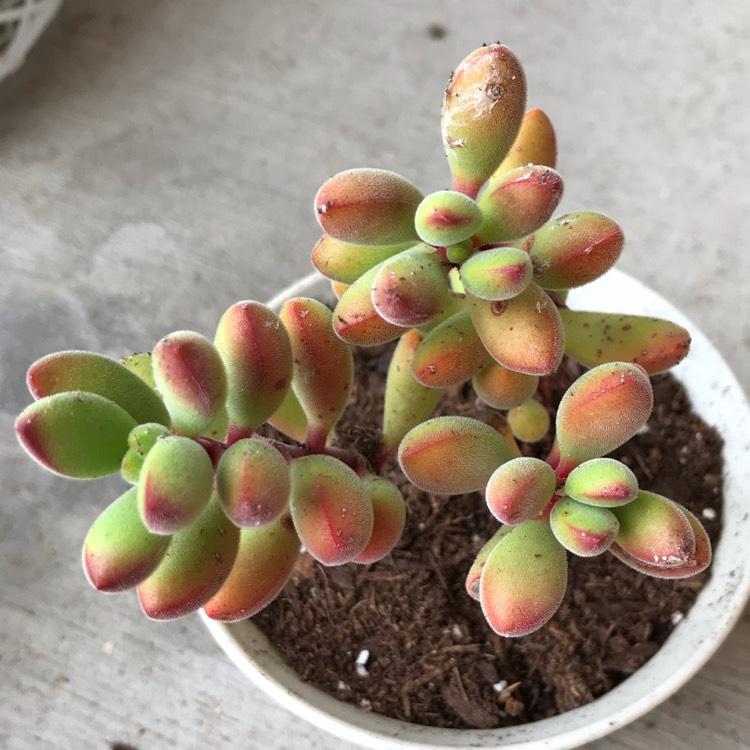 Plant image Crassula congesta