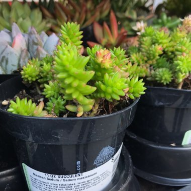 Sedum mexicanum