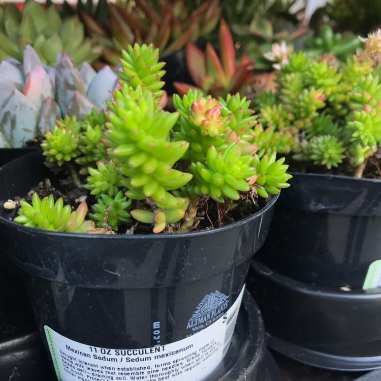 Sedum mexicanum, Mexican Stonecrop - uploaded by @melissymay