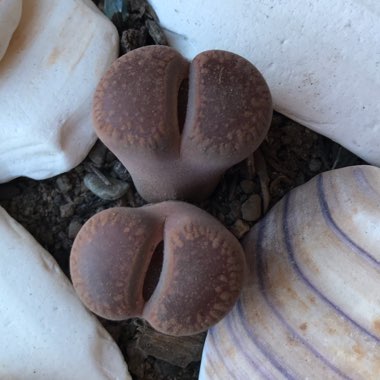 Lithops