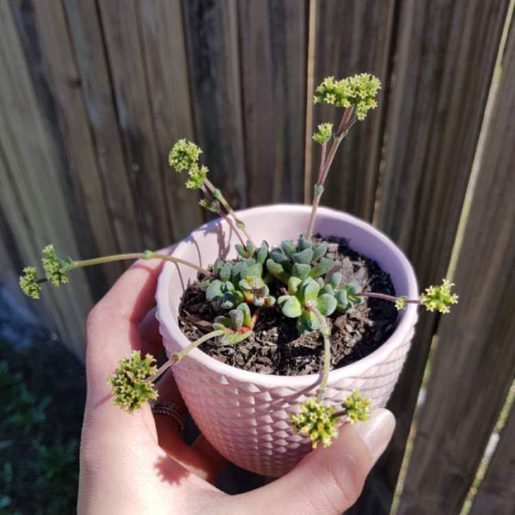 Plant image Crassula 'Fernwood'