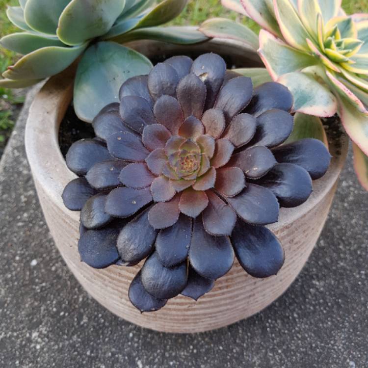 Plant image Aeonium Short Black