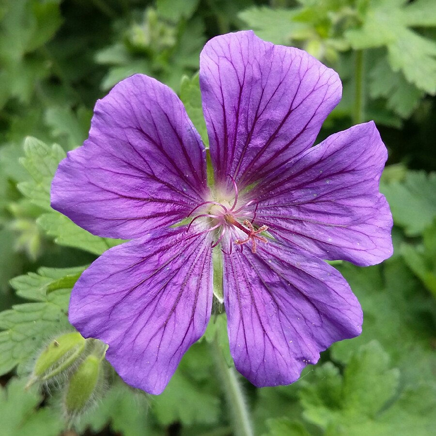 Plant image Geranium x magnificum syn. Geranium magnificum