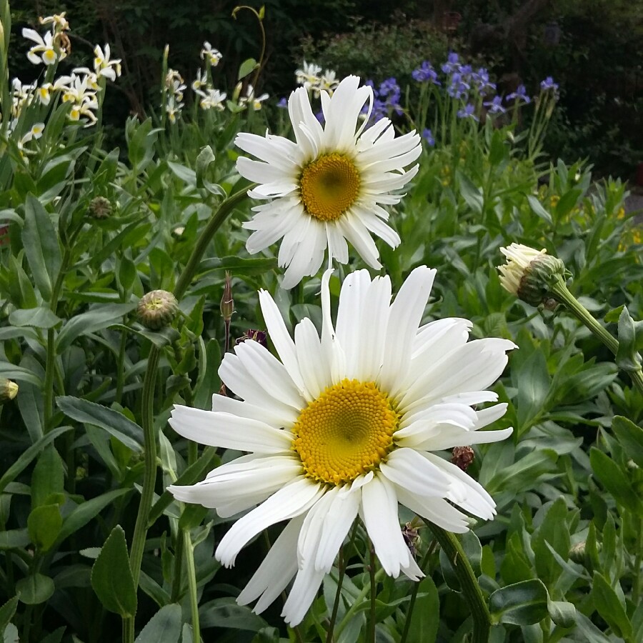 Plant image Leucanthemum x superbum 'Phyllis Smith'