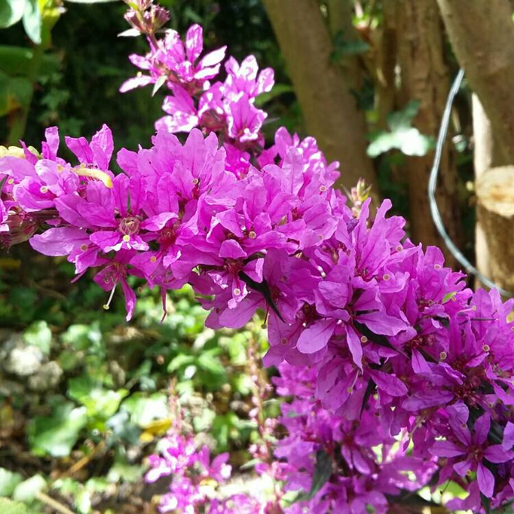 Plant image Lythrum salicaria 'Robin'