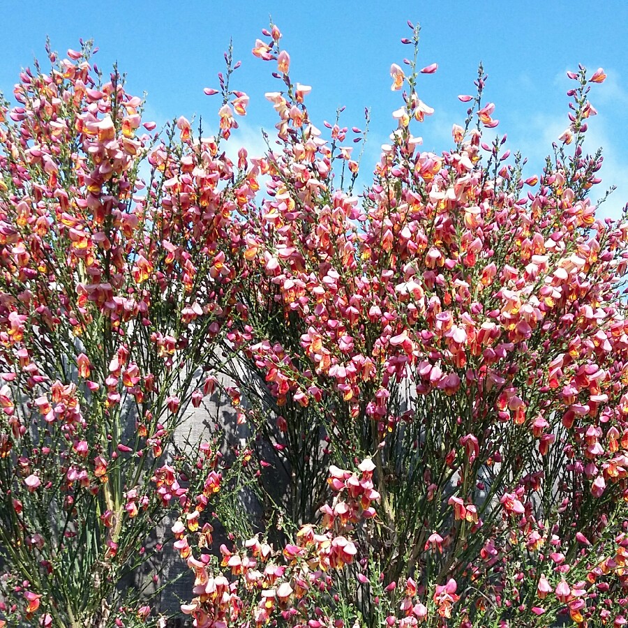 Plant image Cytisus 'Palette'