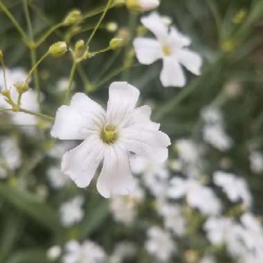 Gypsophila