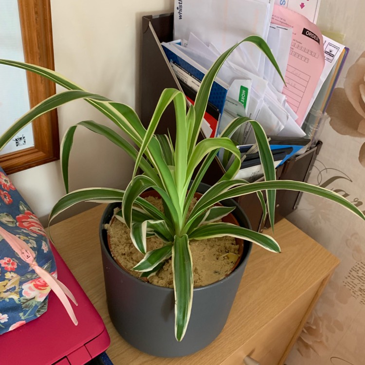 Plant image Chlorophytum viridescens 'Hawaiian'