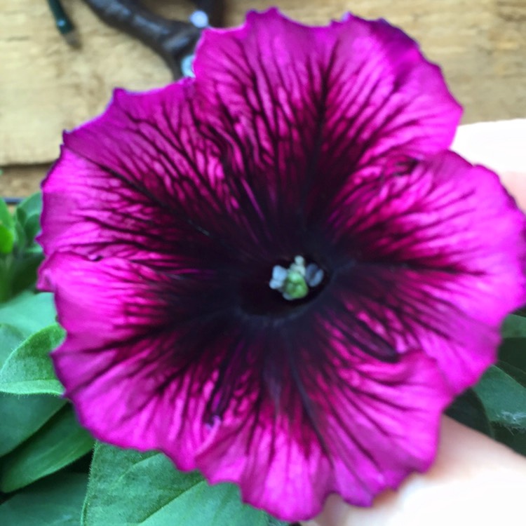 Plant image Petunia Fanfare 'Creme de Cassis'