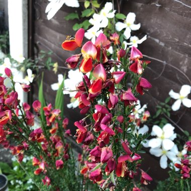 Cytisus x boskoopii 'Boskoop Ruby' syn. Cytisus 'Boskoop Ruby'