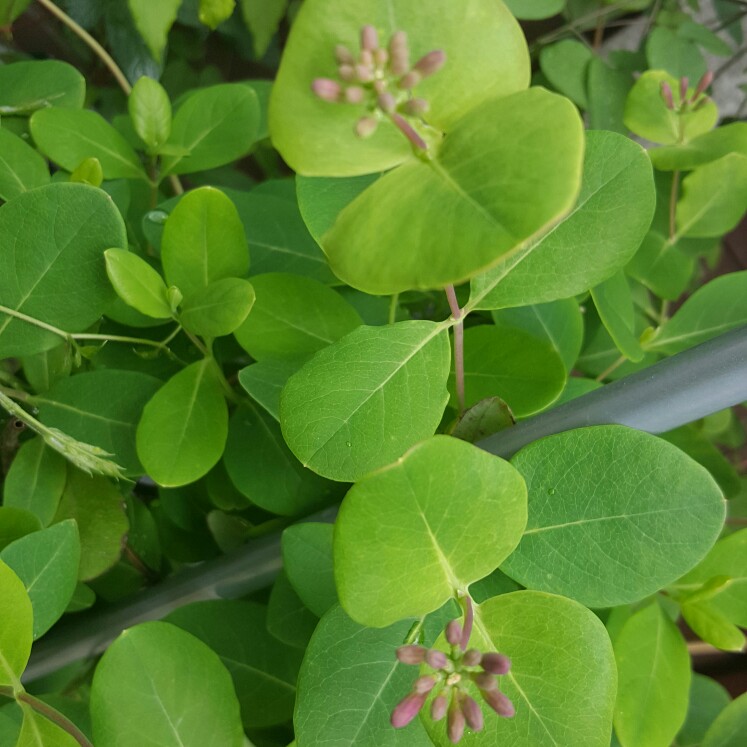 Plant image Lonicera periclymenum 'Rhubarb and Custard'