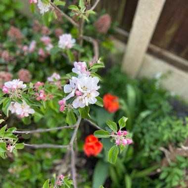 Malus domestica 'Cox's Orange Pippin'