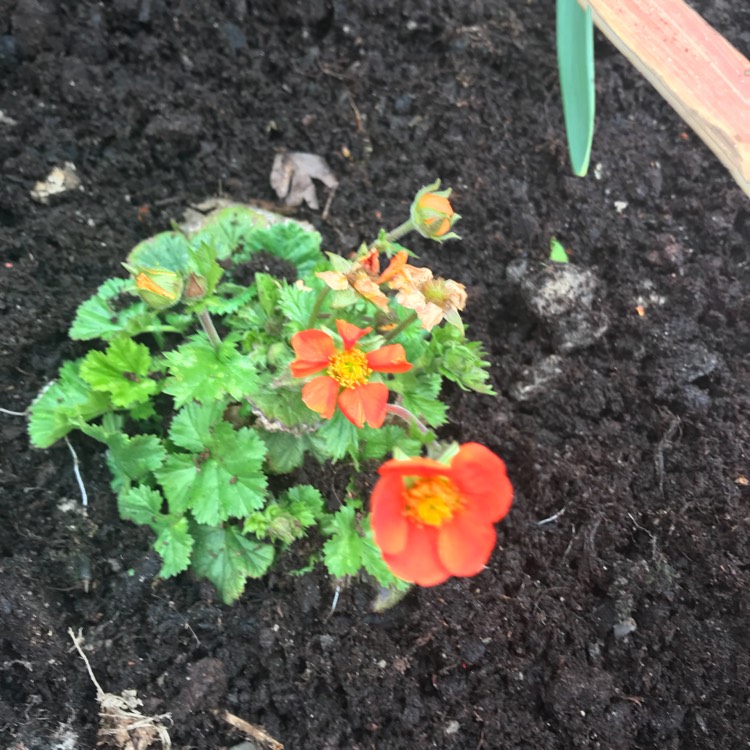 Plant image Geum coccineum 'Koi'