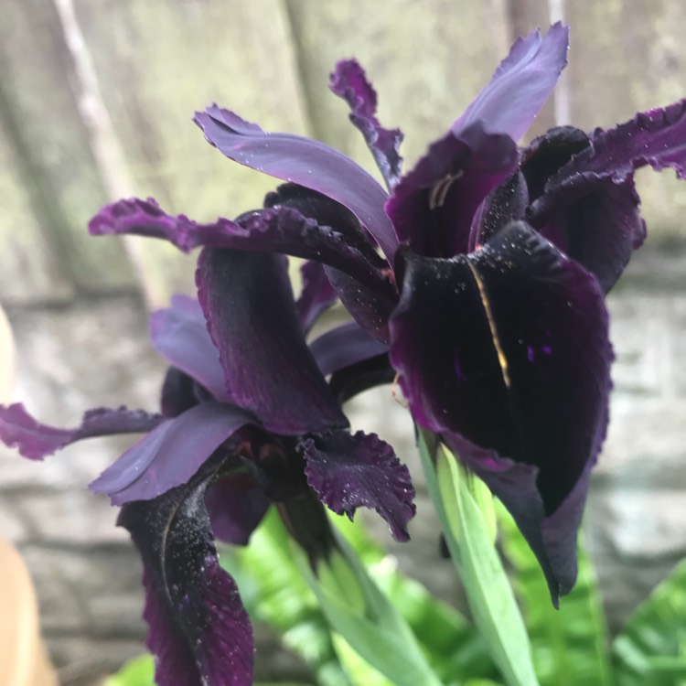 Plant image Iris chrysographes Black-Flowered syn. Iris chrysographes Black-form