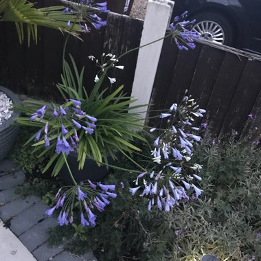 Agapanthus