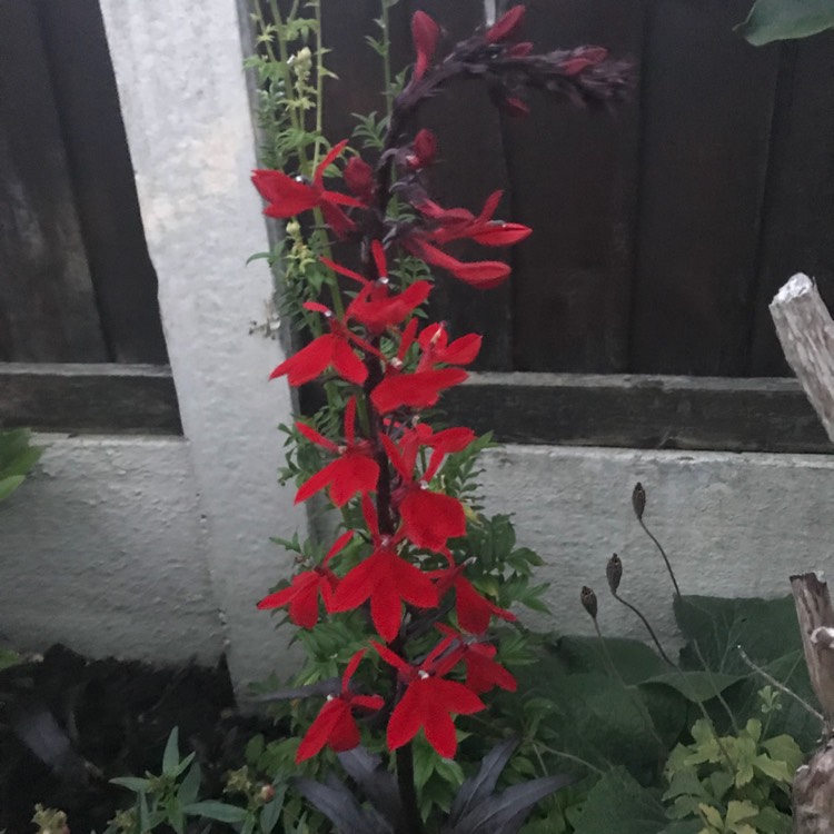 Plant image Lobelia x speciosa 'Scarlet Princess'