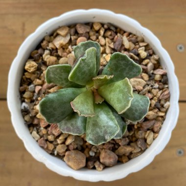 Adromischus 'Plover Eggs Plant'