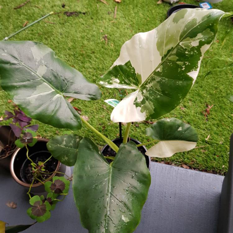 Plant image Alocasia macrorrhizos 'Variegata' syn. Alocasia macrorrhizos 'Albo Variegata'