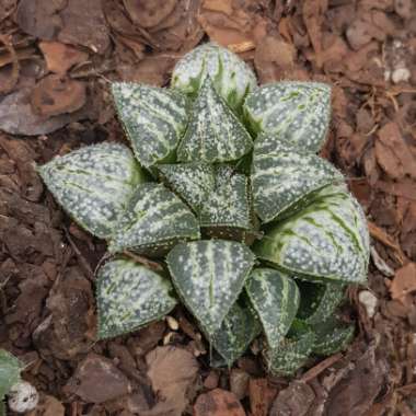 Haworthia emelyae 'Snow Scene'