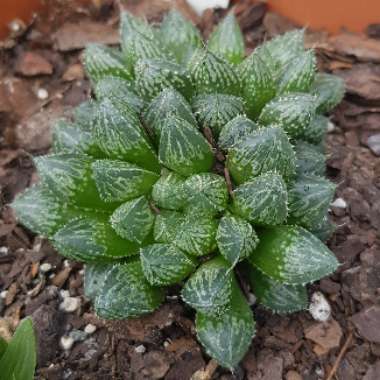 Haworthia Mirrorball