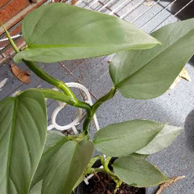 Philodendron hastatum syn. Philodendron 'Silver Sword'