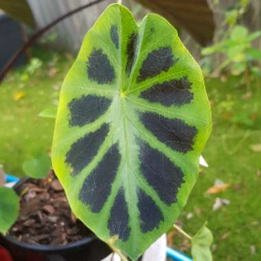 Colocasia heterochroma 'Dark Shadows'