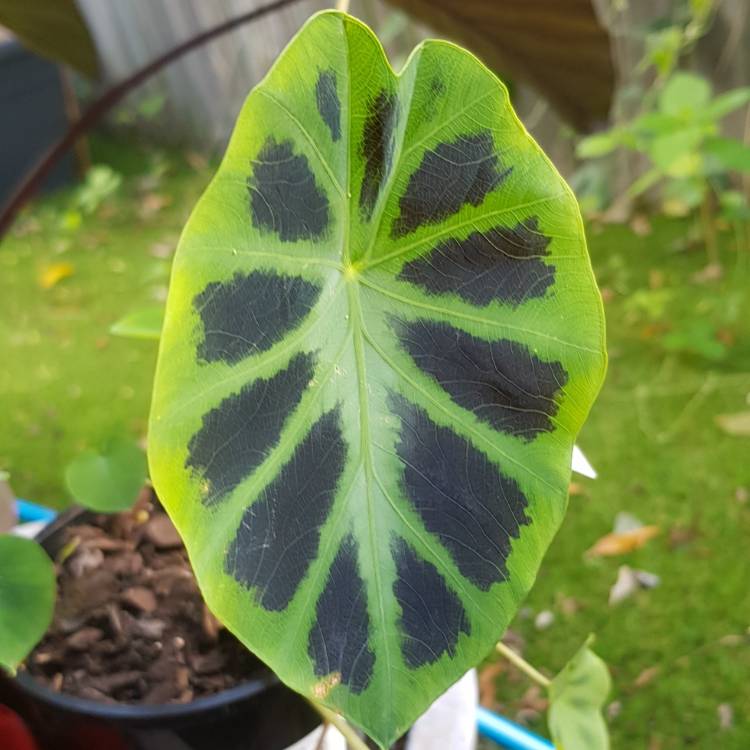 Plant image Colocasia heterochroma 'Dark Shadows'