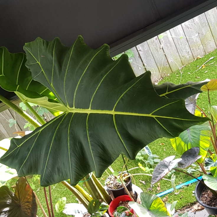 Plant image Alocasia Zebrina Sarian