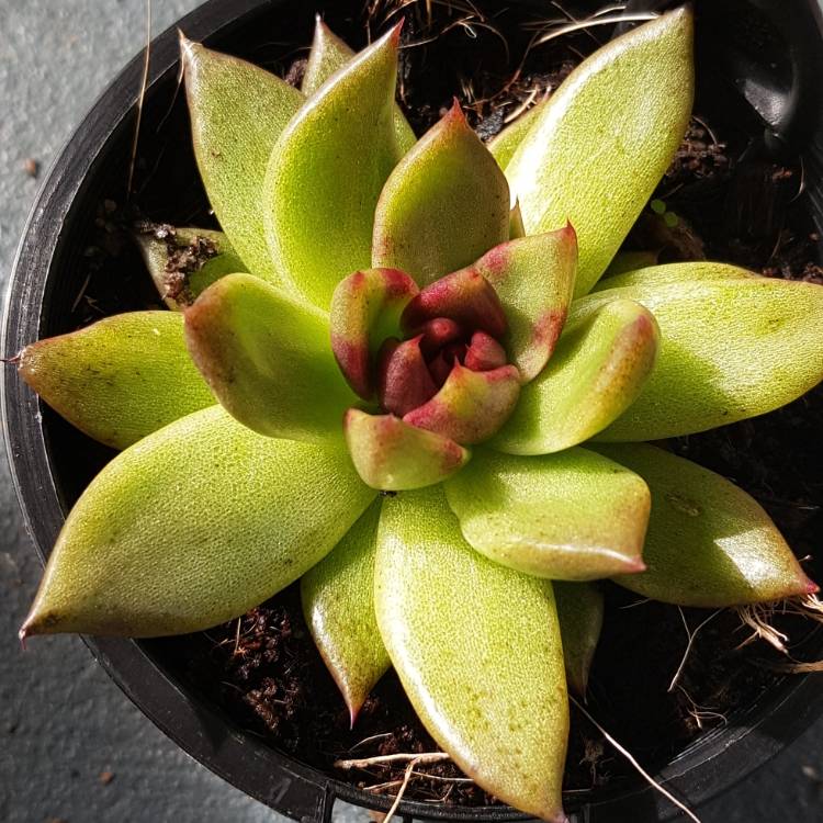 Plant image Echeveria Agavoides Blood Maria