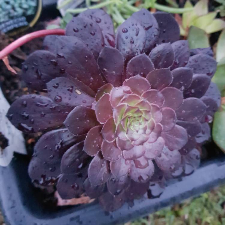 Plant image Aeonium Short Black