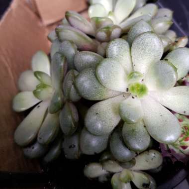 xGraptoveria Amethorum