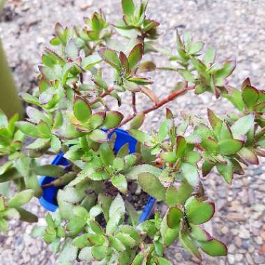 Crassula rubricaulis