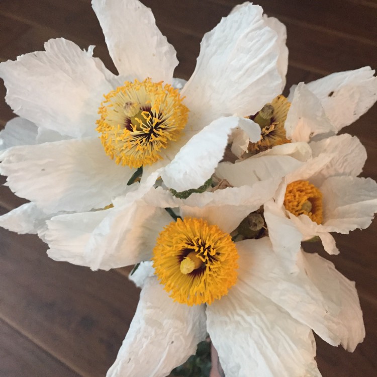 Plant image Romneya Coulteri 'Matilija'