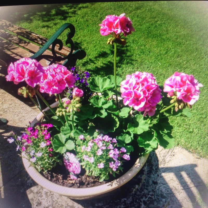 Pelargonium (Geranium)