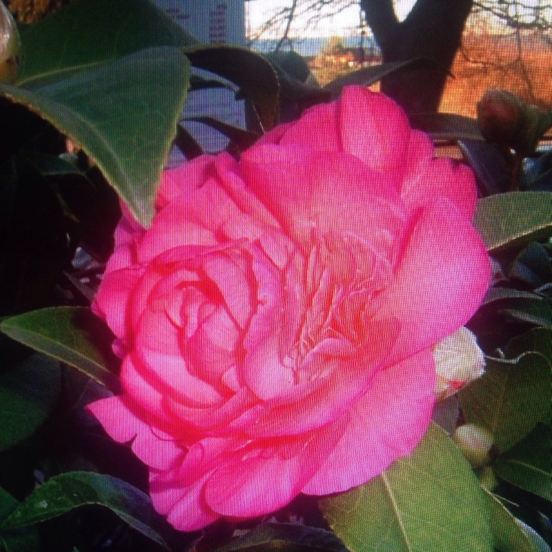 Camellia