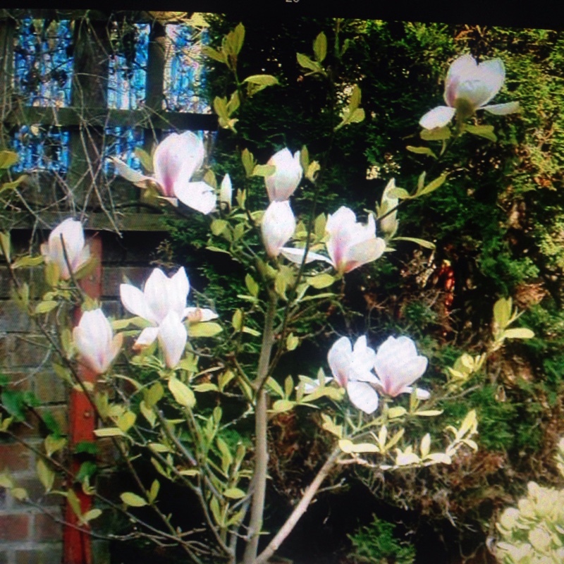 Magnolia 'Pink Beauty'