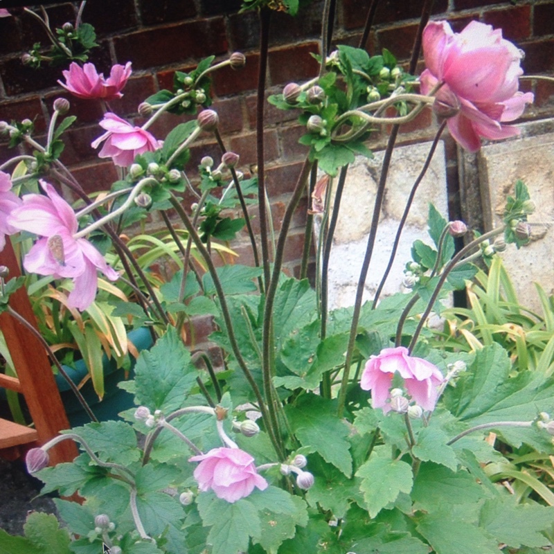 Japanese Anemone 'Alba'